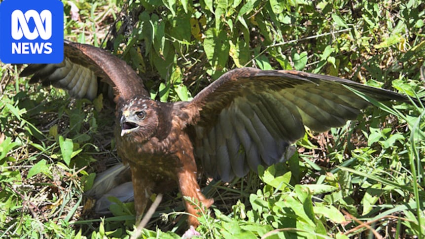 New Zealand Records First Avian Flu Case in Native Hawk as H5N1 Threatens Wildlife New Zealand Records First Avian Flu Case in Native Hawk as H5N1 Threatens Wildlife