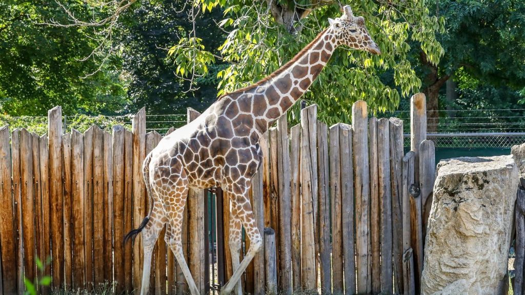 Zoo Boise to temporarily close Africa section for giraffe health exam Zoo Boise to temporarily close Africa section for giraffe health exam