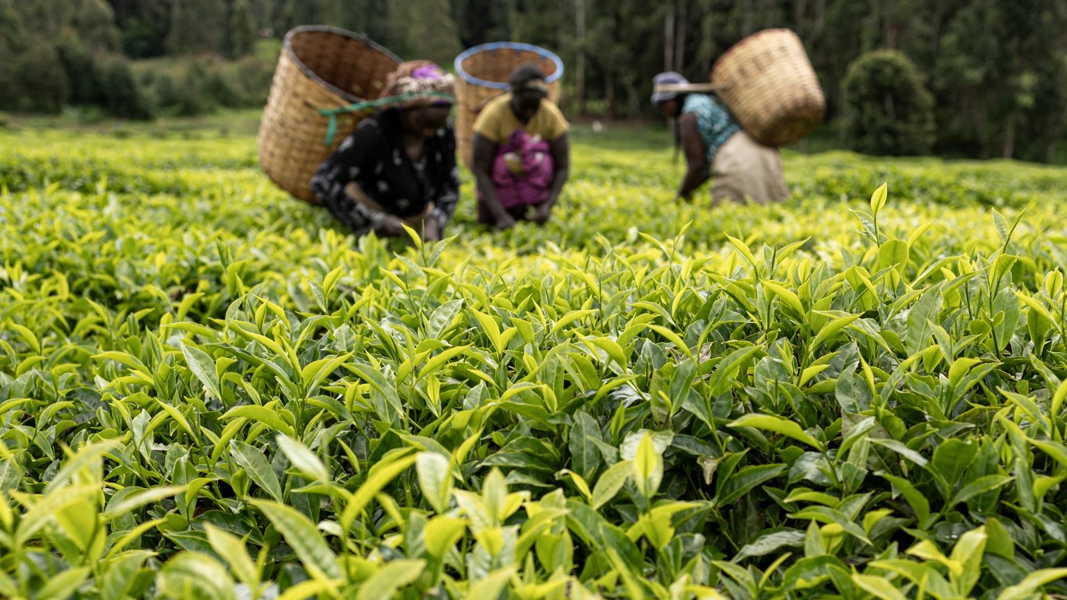 Africa’s unlikely edge in an era of AI and automation
