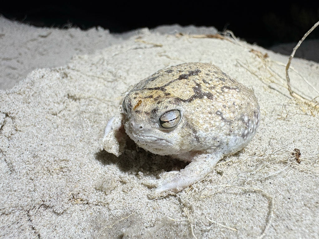 Desert rain frogs threatened with extinction in southern Africa Desert rain frogs threatened with extinction in southern Africa