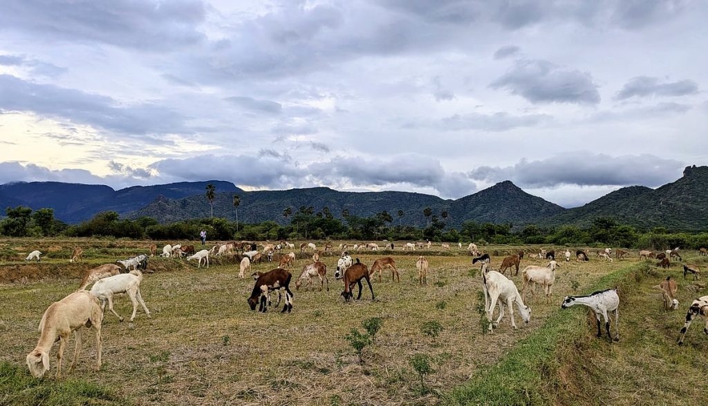 Forest-edge communities contribute to biodiversity conservation while bearing heavy costs. India’s conservation framework should recognise this