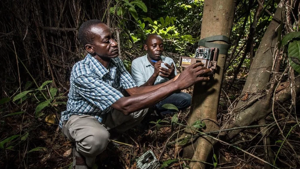 WCS unveils platform to boost wildlife conservation monitoring WCS unveils platform to boost wildlife conservation monitoring