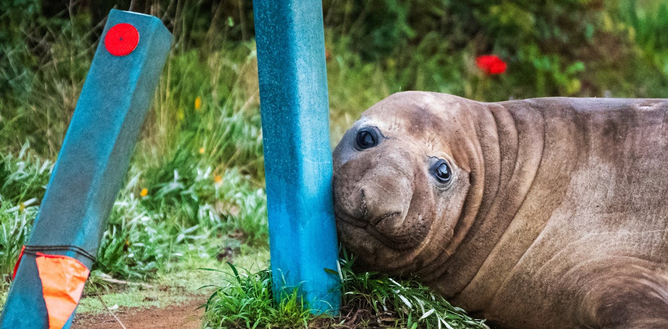 Why Neil the Seal's Tasmanian Beach Takeover Sparks Urgent Warnings from Biologists