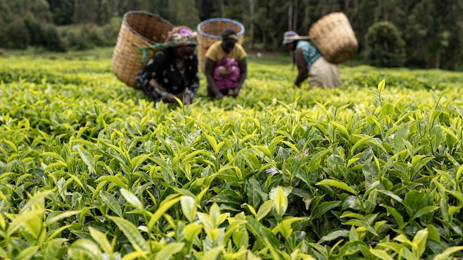 Field work: 40% of Africa’s employment is in agriculture