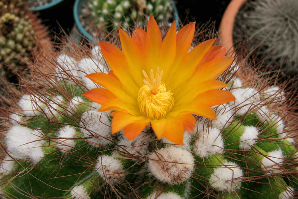 Foreign nationals attempt to fly to Europe with rare cacti from southern Brazil