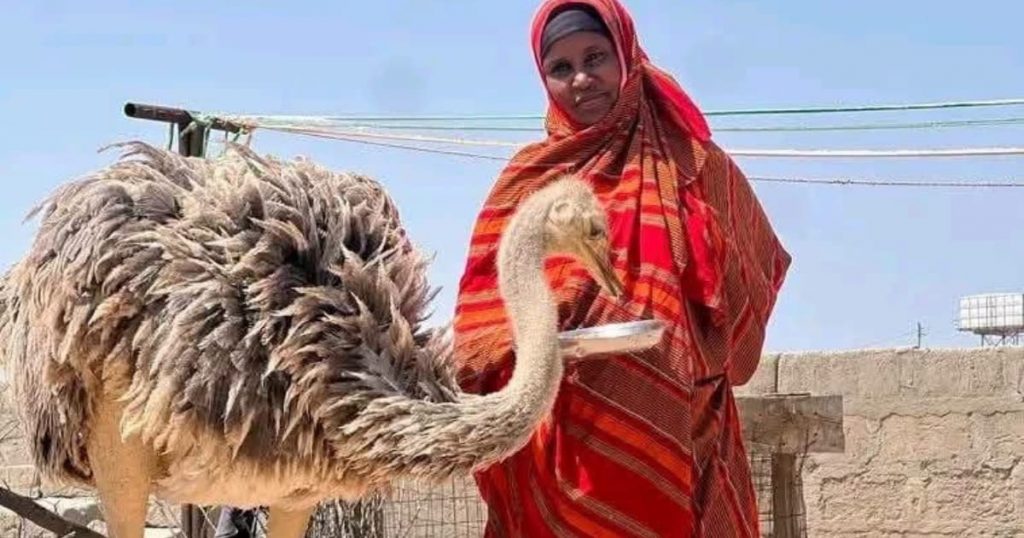 A mother's heartbreaking goodbye to Aisha: The ostrich that became family