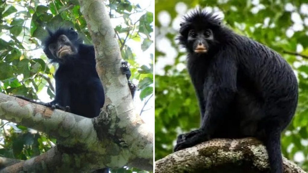 Scientists Discover New "Orange-Lipped" Monkey Species Hidden in the Congo Basin