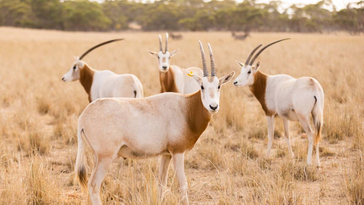 Scimitar-horned oryx.