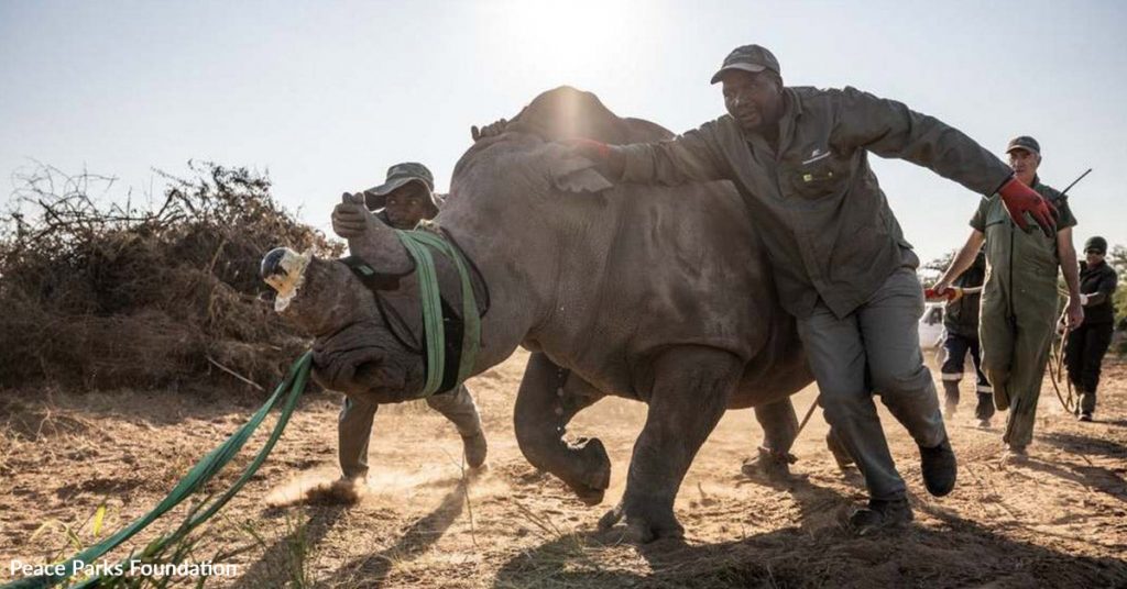 One Enormous Wildlife Rescue Mission Is Rebuilding What War Destroyed