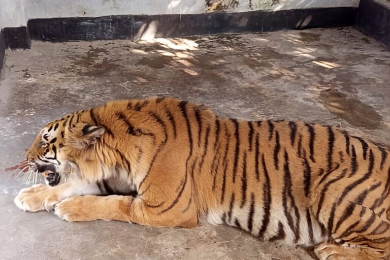 The rescued tiger at Khulna Wildlife Rescue and Rehabilitation Center. Image courtesy of the Bangladesh Forest Department.